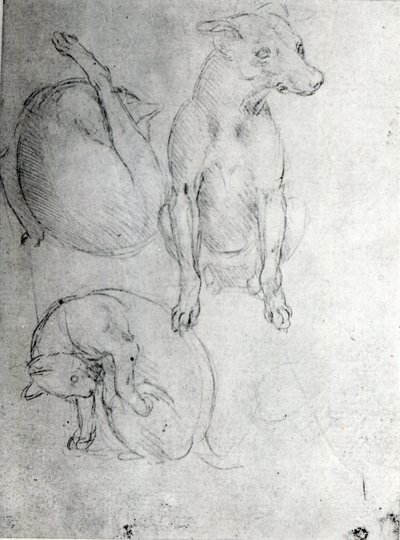 Study of a Dog and a Cat, c.1480 by Leonardo da Vinci